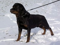 enzo
